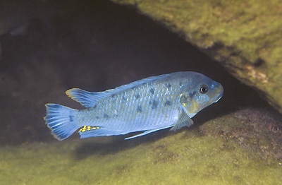 Pseudotropheus sp. 'williamsi makanjila' Tumbi Point